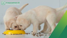 Chứng nhận hợp quy thức ăn động vật cảnh | Hỗ trợ công bố