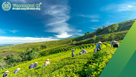 Chứng nhận VietGAP trồng trọt| Hướng dẫn áp dụng