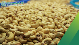 Sản xuất hạt điều cần có những giấy phép gì?