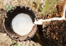 Chứng nhận cao su thiên nhiên |  7 lý do doanh nghiệp cần biết