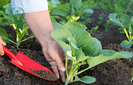 Chứng nhận hợp quy phân bón theo QCVN 01-189:2019/BNNPTNT