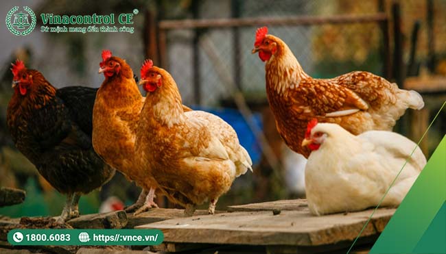 Chăn nuôi gà VietGAP | Thực hành chăn nuôi tốt tại Việt Nam