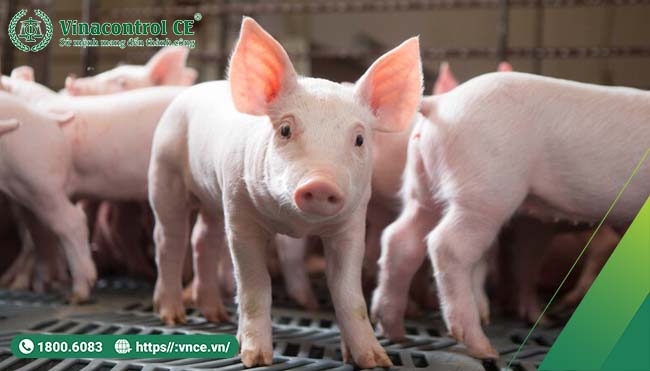 Tiêu chuẩn VietGAP trong chăn nuôi heo | 14 yêu cầu quan trọng